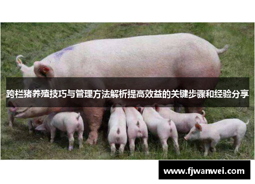 跨栏猪养殖技巧与管理方法解析提高效益的关键步骤和经验分享